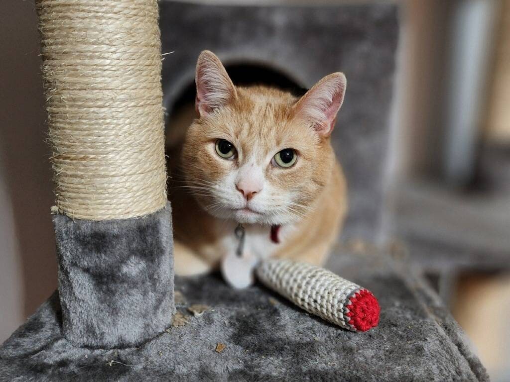 Krazy Kitty Crocheted Catnip Joint Toy